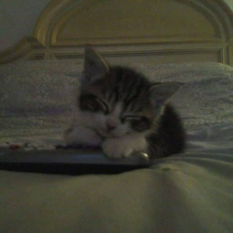 Phoebe