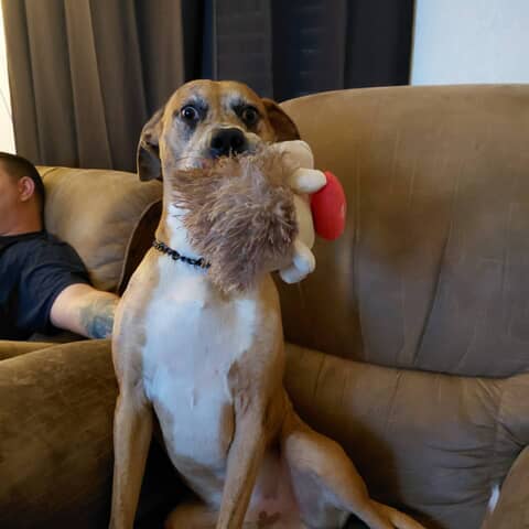 Scooby