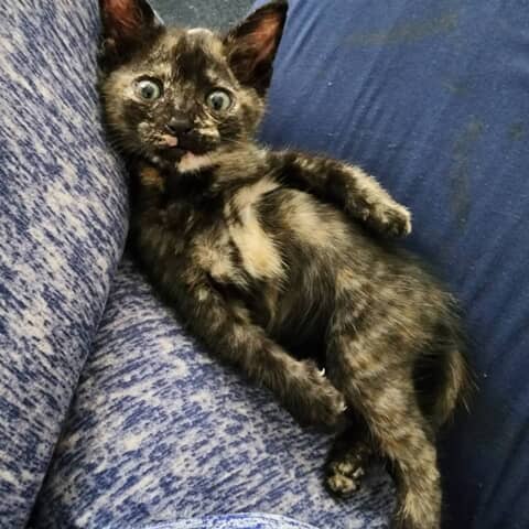 SPUNKY