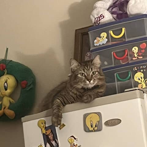 Fluffy