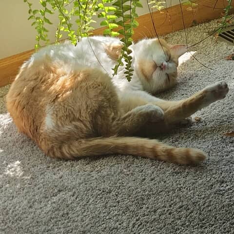 Elka