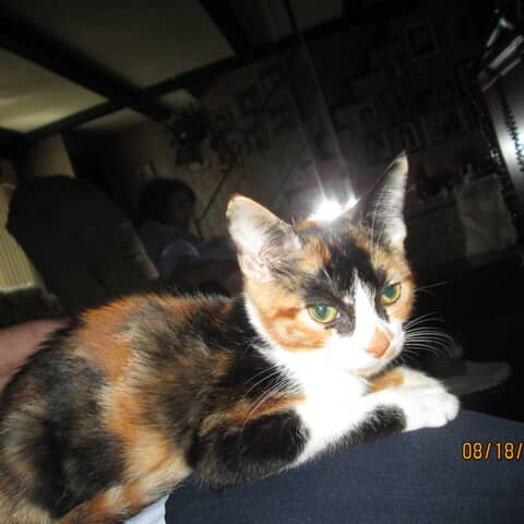 Bobbi Bear
