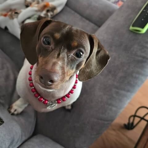 Tallulah Rose