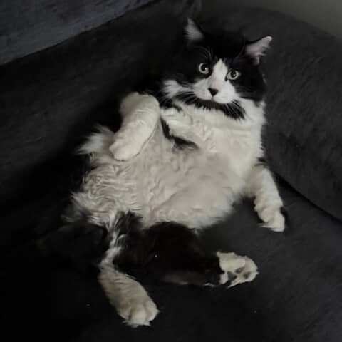 Leo