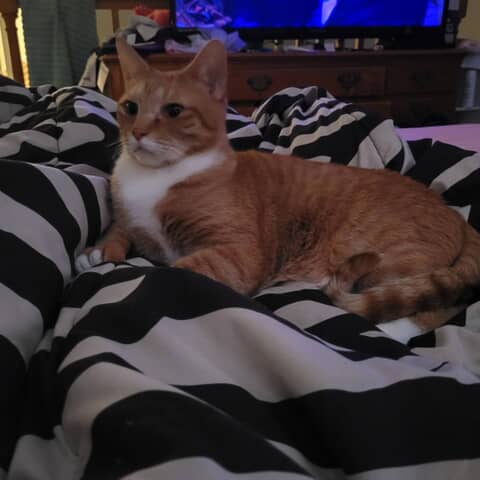Whiskey
