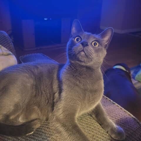 Stewart