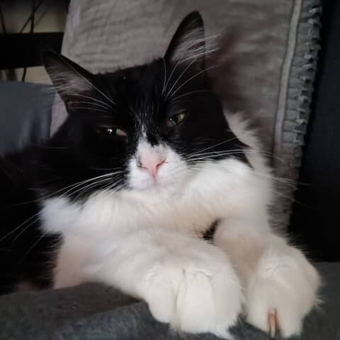 Bugsy