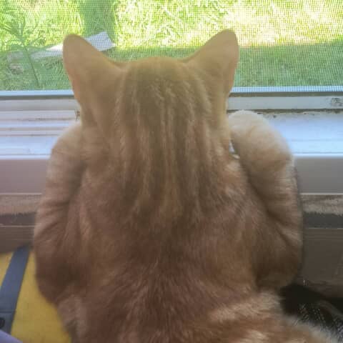Sunkiss