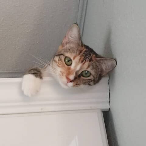 Roxi