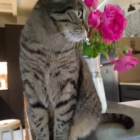 Rocky