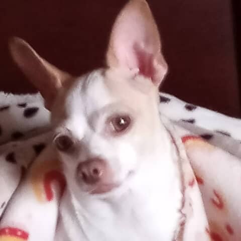 Sheba