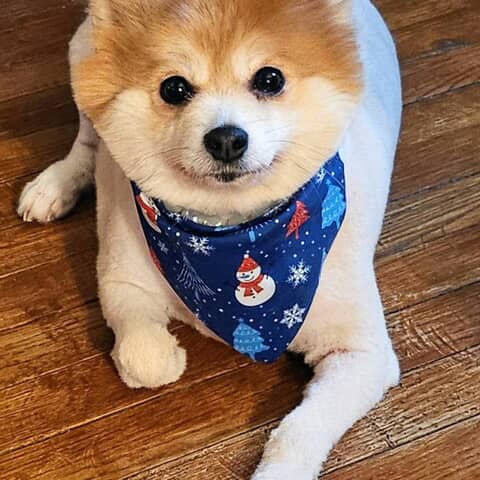 Dolly Pardon