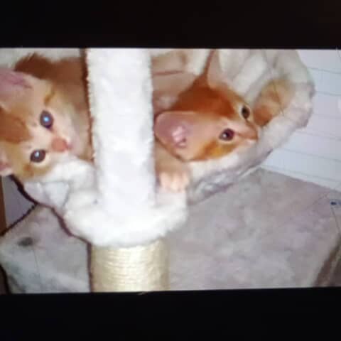 Ceanu n Clementine