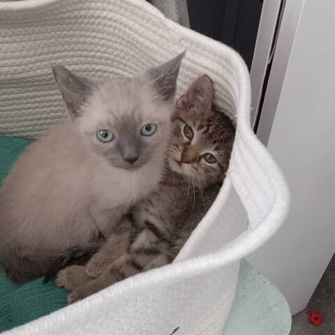 Milo &missy