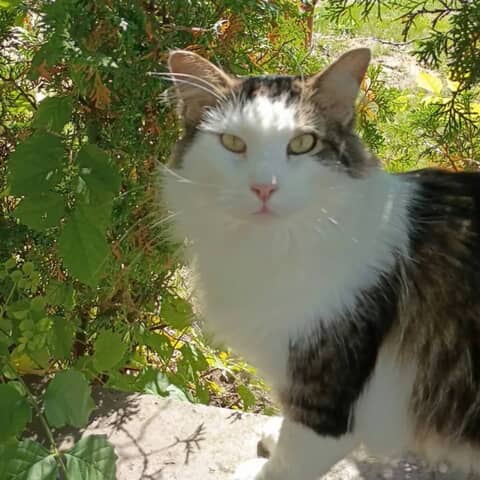 Tony