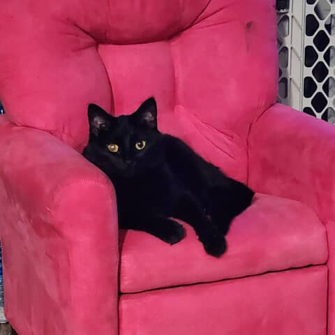 Binx