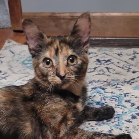 Cleopatra
