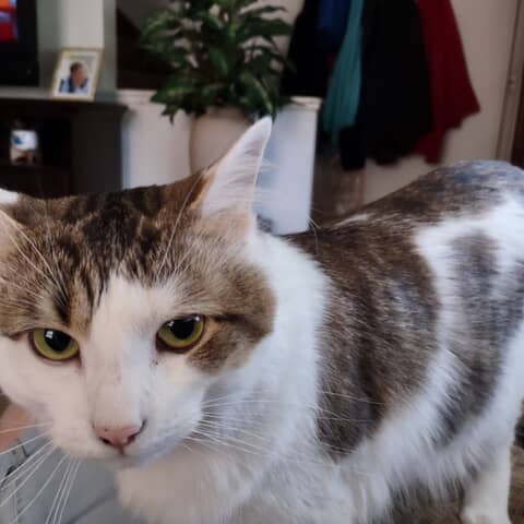 Toby