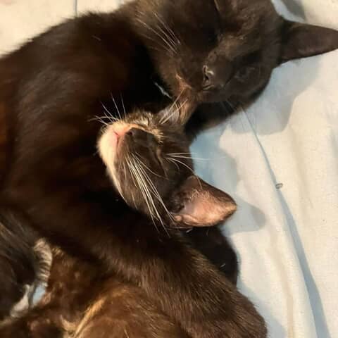 Brownie & Baby