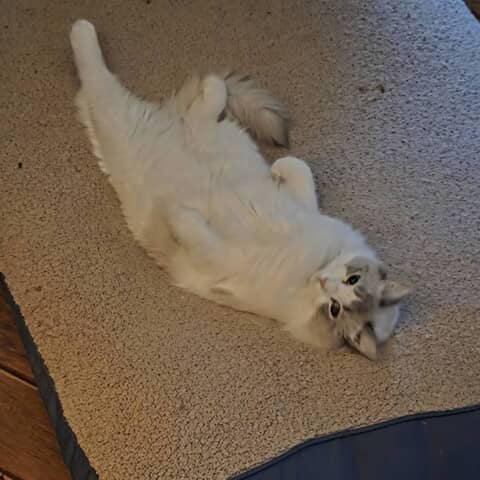 Ollie