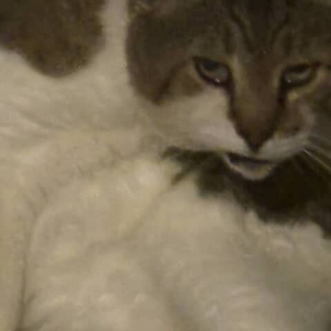 Mr big