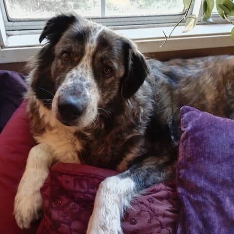 Sheeba