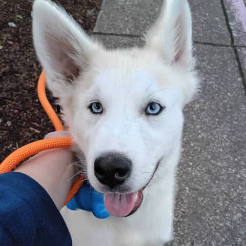 Churro