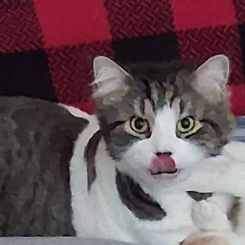 Loki