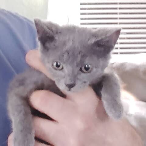 Grey Boy