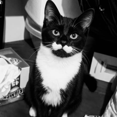 Oreo