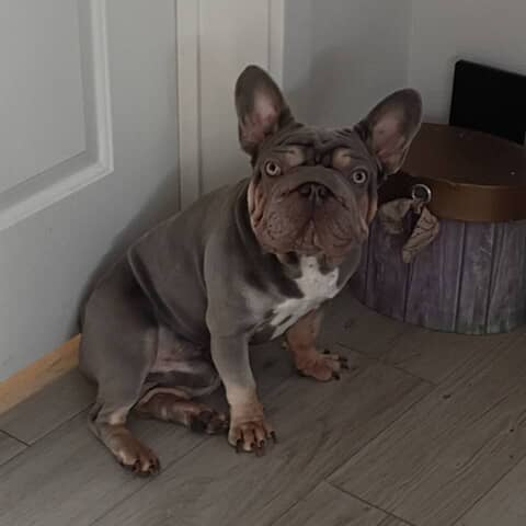 Rollie boy