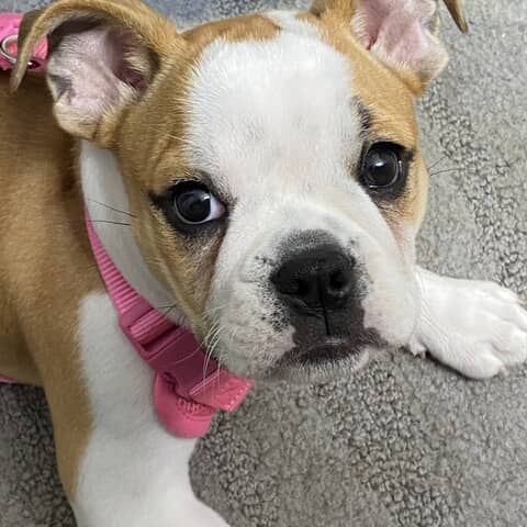 Izzy