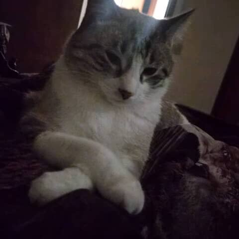Snowball