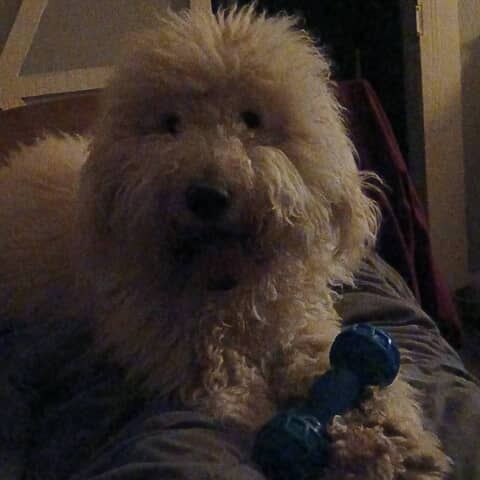 Shaggy DA