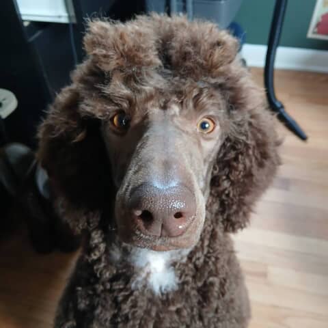 Mackie