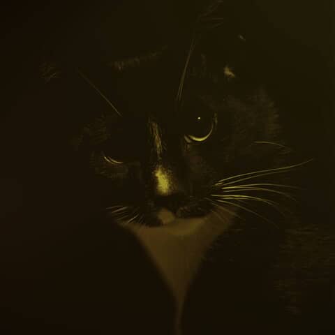 Bandit