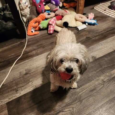 COCOA