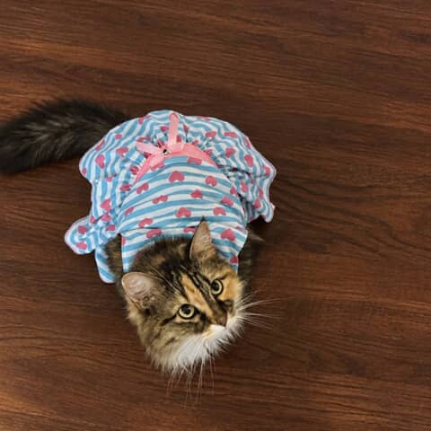 Khaleesi