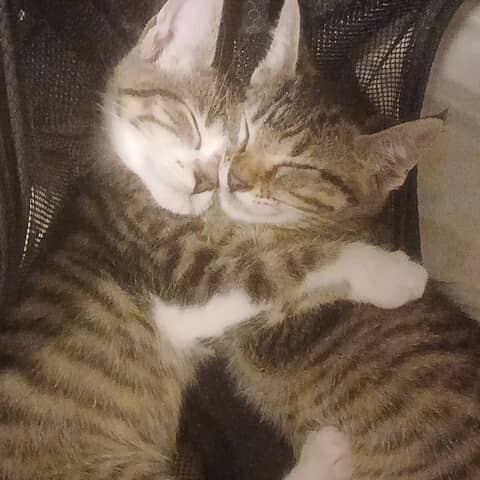 Lexi and Meredith