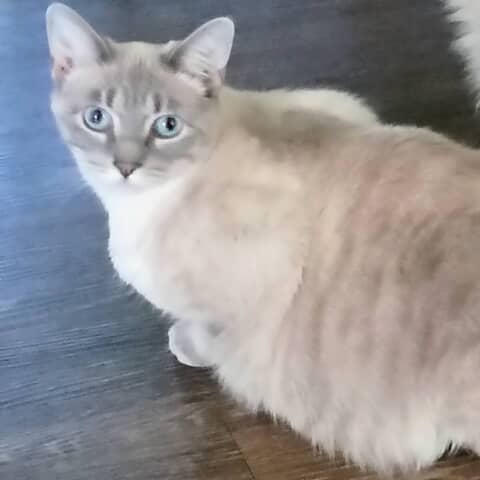Miss Opal