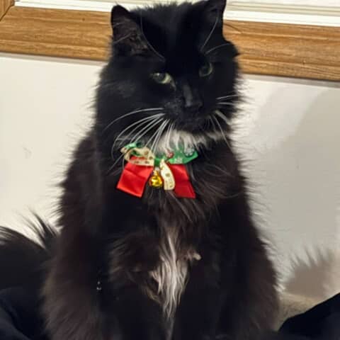 Sylvester