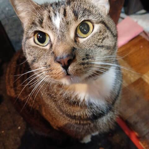 Skipper