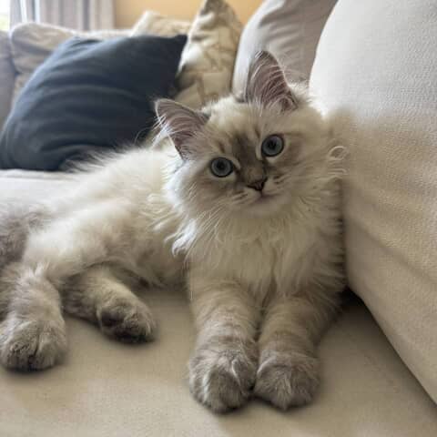 Maverick