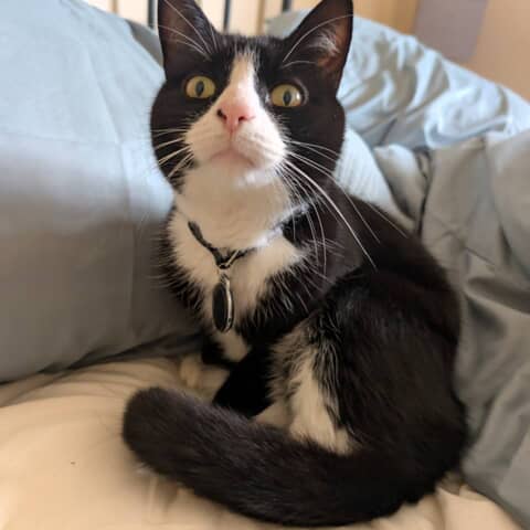 Bert