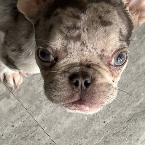 Modelo