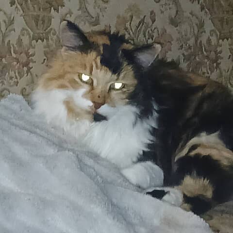 Sophia