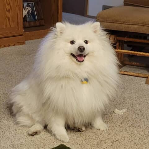 Duke