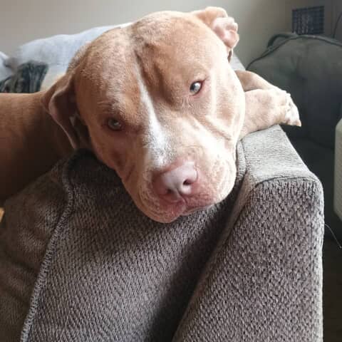 Milo