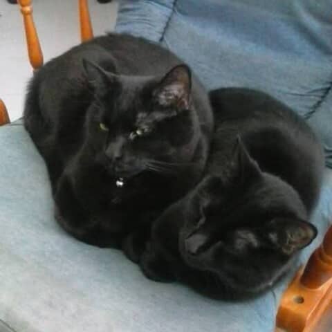 Lady and love