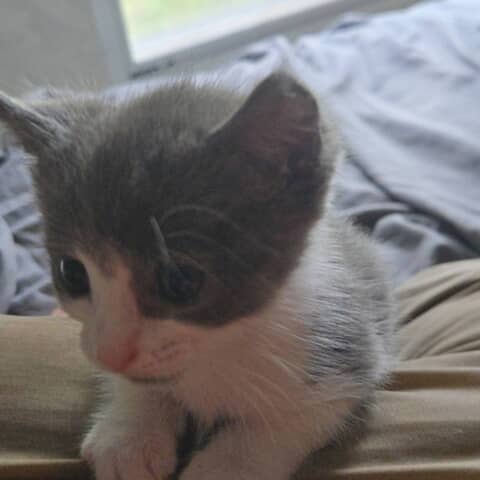 SWEET TATER